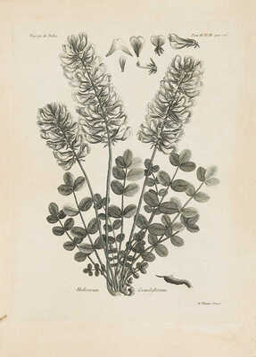 [Паллас П.С. Путешествие Палласа по разным провинциям Российской империи. Т. VI: Атлас]. Paris: Chez Maradan, 1793.